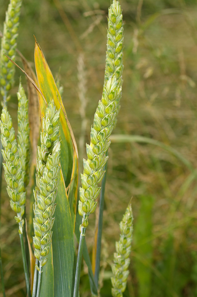 Triticum aestivum / Frumento tenero